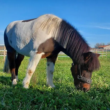 Du Domaine Equestre B & G * Saint-Médard