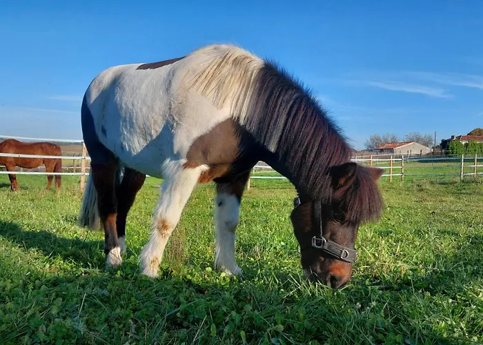 Du Domaine Equestre B & G * Saint-Médard