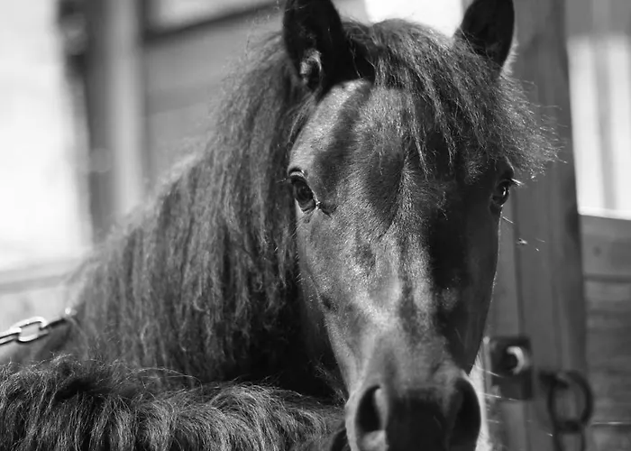 Lejlighed Du Domaine Equestre B & G *